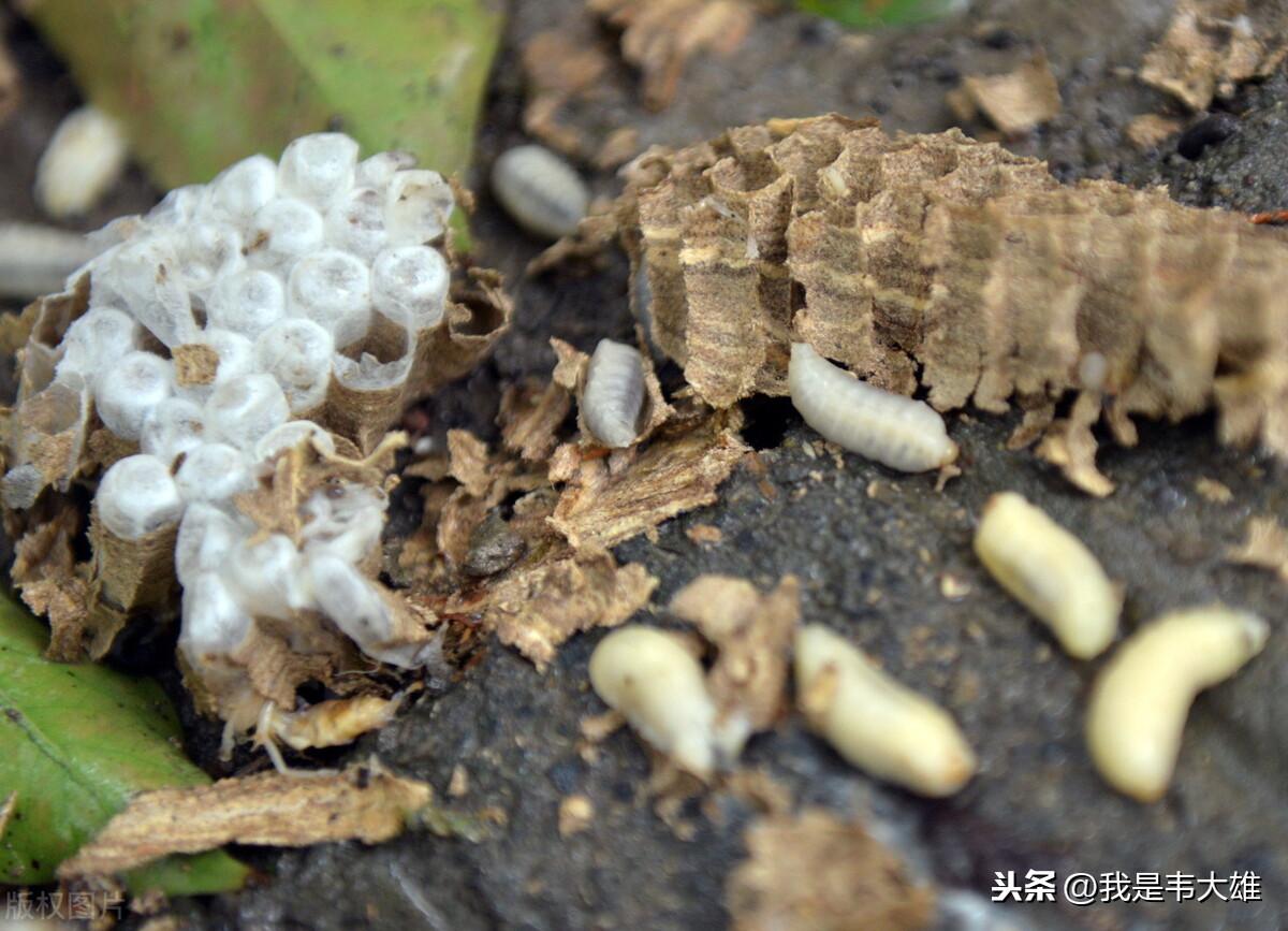 致富经养马蜂_中央七套致富经养马蜂_中央7套致富经养牛
