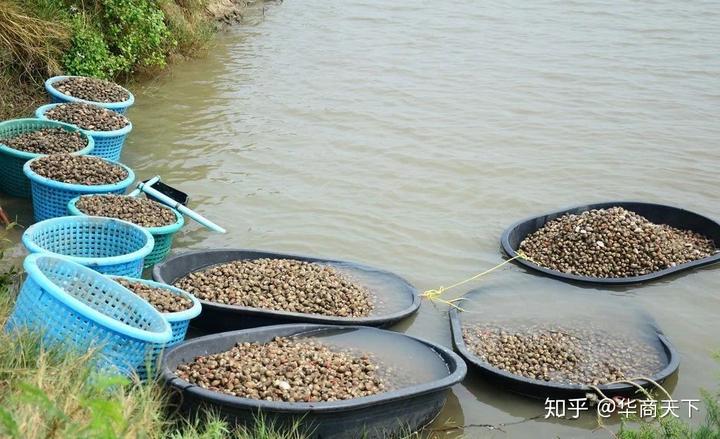 养鹅致富案例_朗德鹅养殖致富经_致富经鹅养殖技术视频