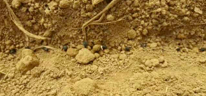 种植最新芦笋技术与管理_种植最新芦笋技术视频_芦笋最新种植技术
