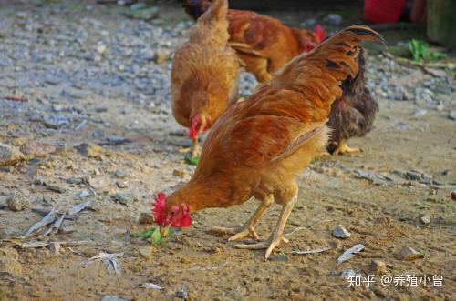 视频养殖先进鸡技术教程_专业养鸡技术视频_鸡先进养殖技术视频