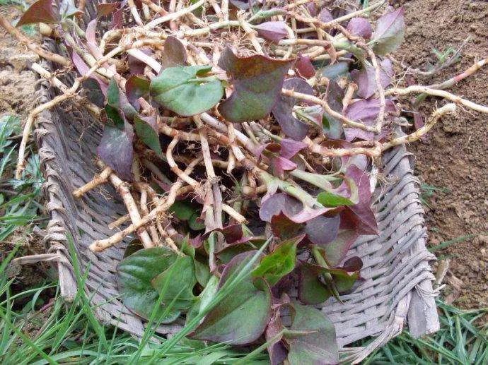 农村致富养殖项目大全_农村致富种植养殖技术_农村种植养殖致富经