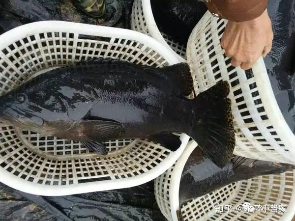 养殖鲈鱼的技术相关视频_攀鲈鱼养殖成本_攀鲈鱼的养殖技术