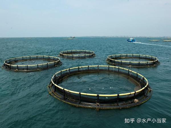 攀鲈鱼的养殖技术_攀鲈鱼养殖成本_养殖鲈鱼的技术相关视频