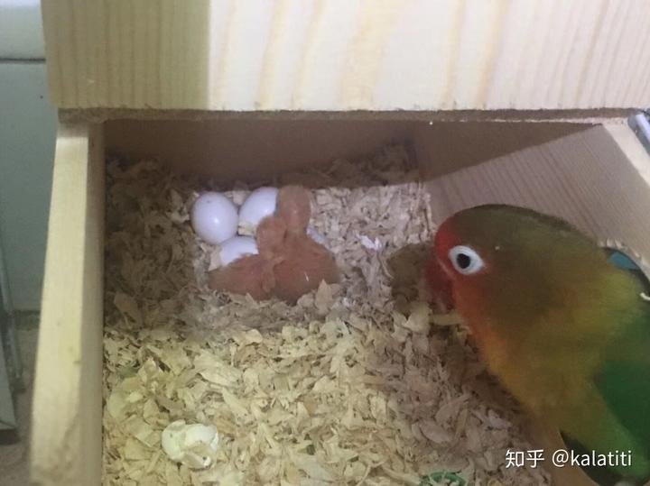 鹦鹉养殖带动致富_致富鹦鹉养殖带动产业发展_致富经鹦鹉