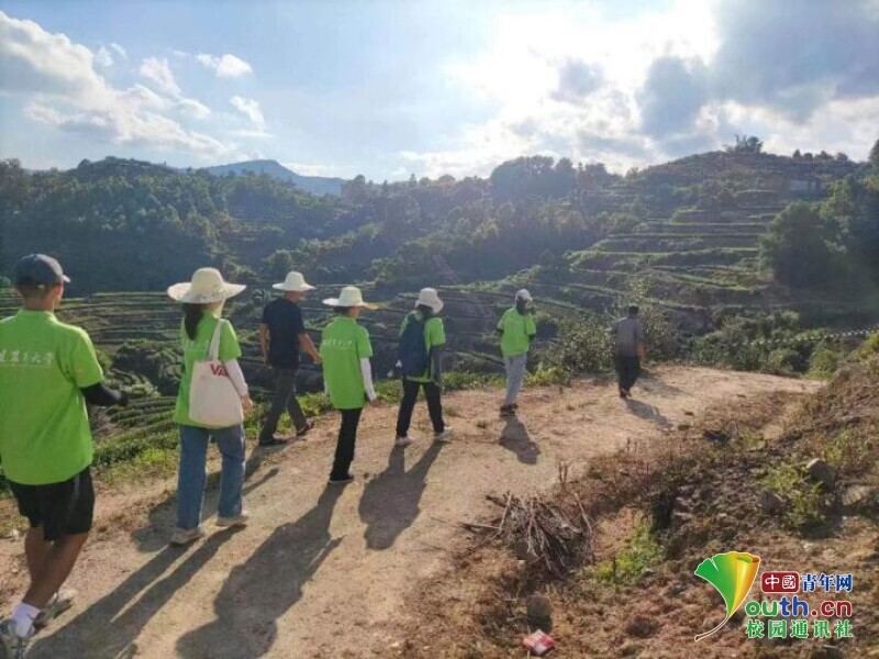 橄榄种植前景及利润_橄榄种植效益如何_种植橄榄果致富