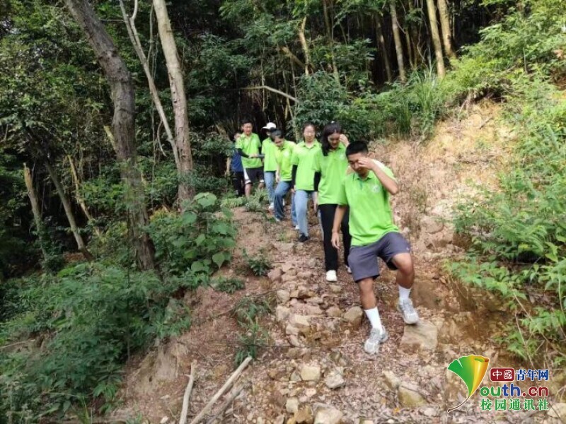 橄榄种植前景及利润_种植橄榄果致富_橄榄种植效益如何