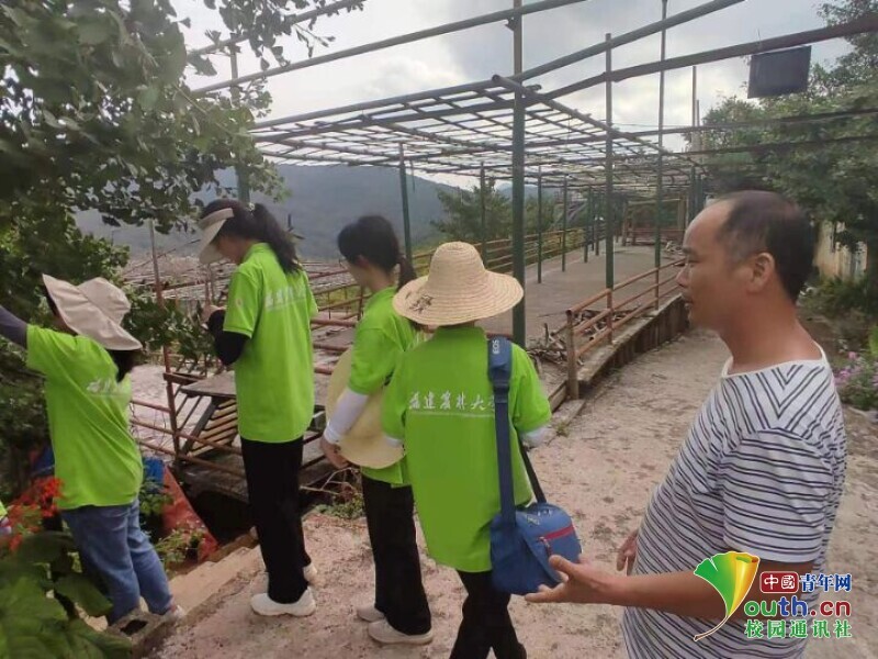橄榄种植效益如何_种植橄榄果致富_橄榄种植前景及利润