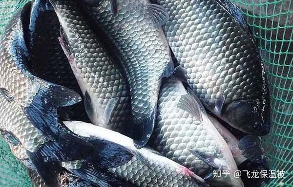 鲈鱼养殖最新技术视频_攀鲈鱼的养殖技术_攀鲈鱼养殖成本