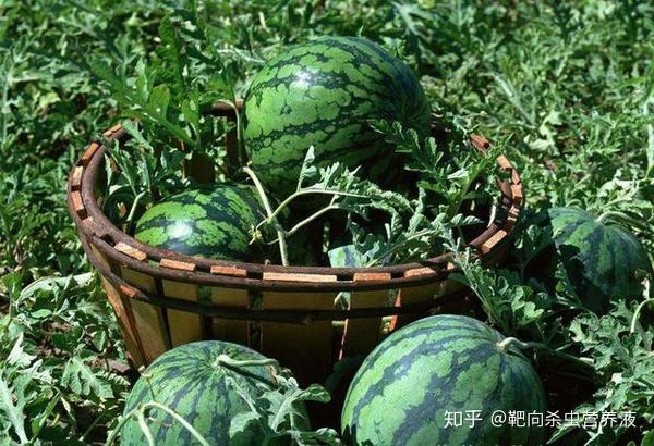 路地双膜西瓜种植技术_西瓜覆膜种植视频_西瓜地膜种植技术视频