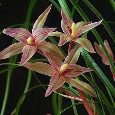 兰花春天的养殖技术_兰花养殖春天技术与管理_兰花春季管理方法