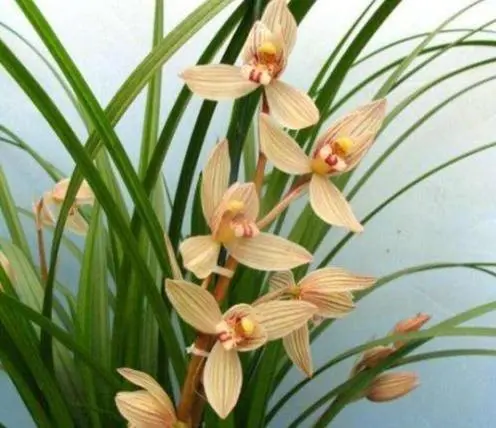 兰花养殖春天技术与管理_兰花春天的养殖技术_兰花春季管理方法