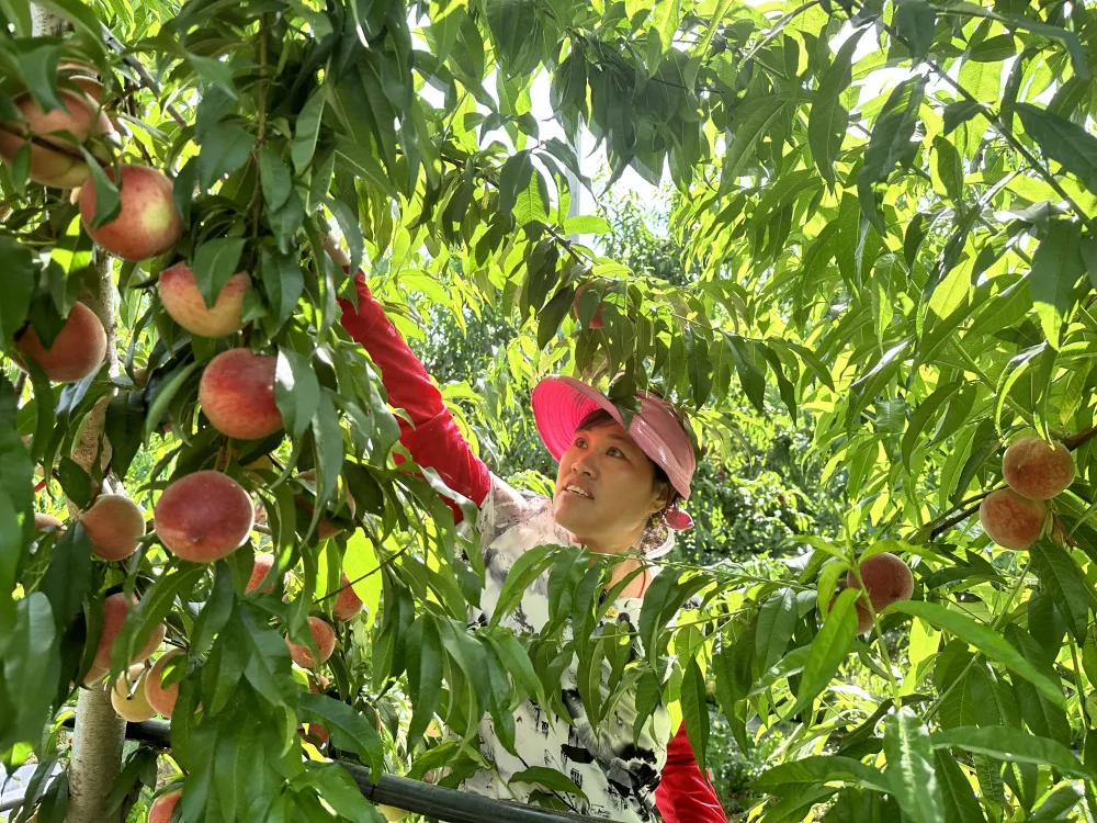 橄榄种植技术视频_种植橄榄果致富_橄榄种植前景及利润