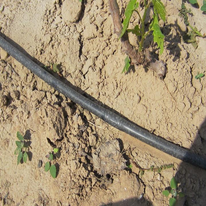 西瓜覆膜种植视频_西瓜专用膜什么膜好_路地双膜西瓜种植技术