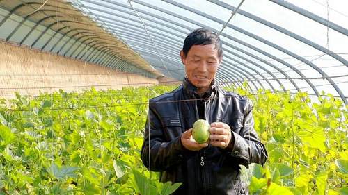 致富大棚种植故事简介_大棚种植致富故事_种植大棚带领村民致富