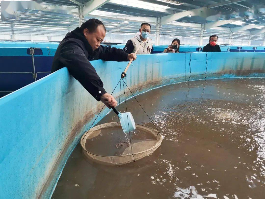 草虾养殖_致富养殖草虾图片大全_草虾养殖致富