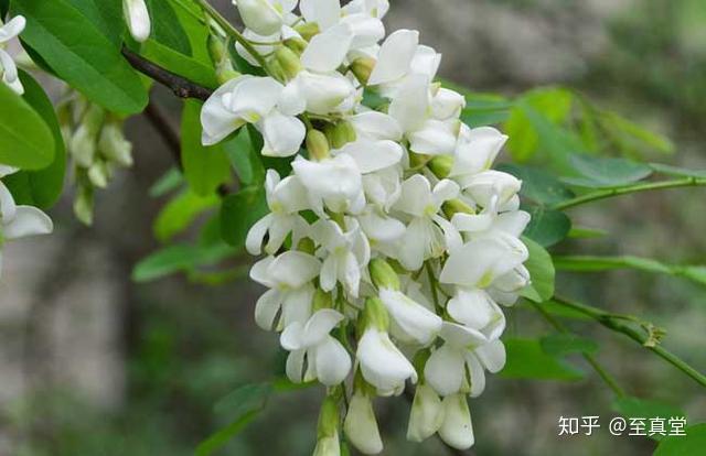 槐花树怎么种植_槐花树种植技术_种植树槐花技术视频