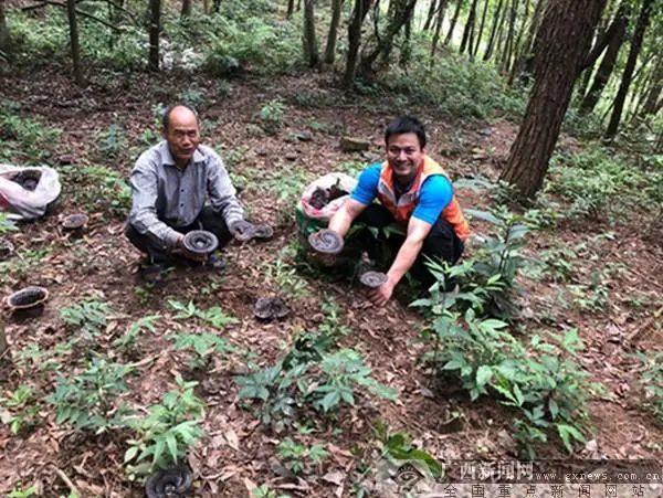 致富经灵芝养鸡_山东灵芝价格_灵芝致富经山东