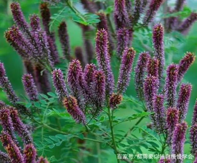 槐花树种植技术_种植树槐花技术视频_槐花种植技术视频