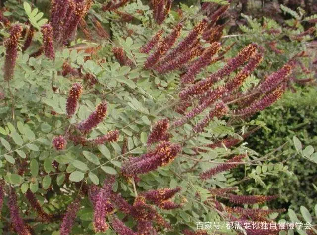 槐花种植技术视频_槐花树种植技术_种植树槐花技术视频
