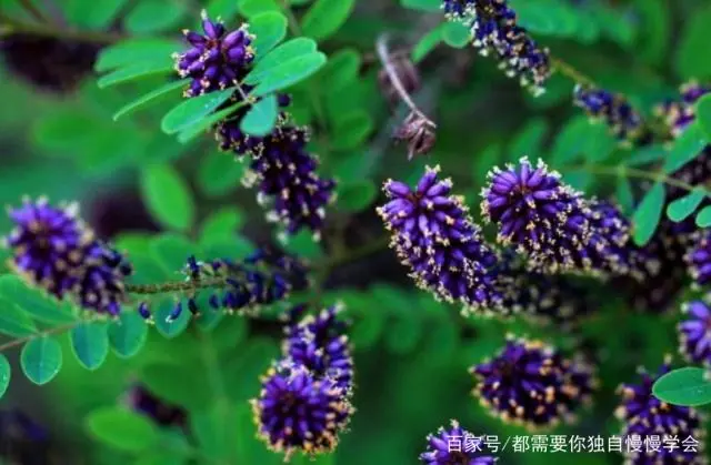 槐花树种植技术_槐花种植技术视频_种植树槐花技术视频