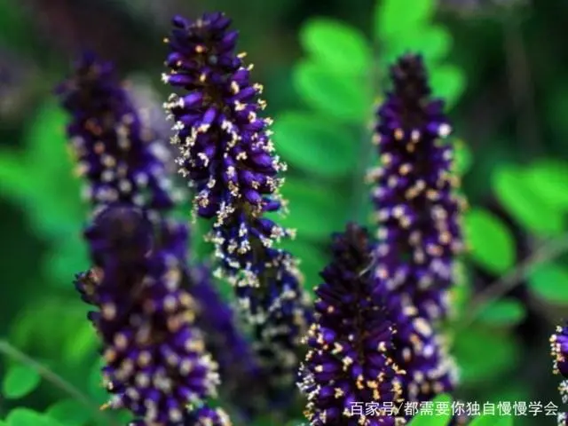 槐花种植技术视频_槐花树种植技术_种植树槐花技术视频