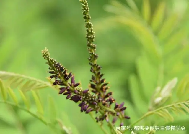 槐花树种植技术_槐花种植技术视频_种植树槐花技术视频