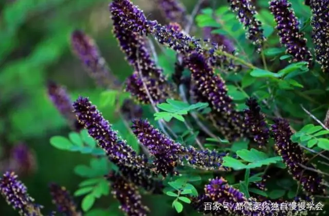 种植树槐花技术视频_槐花种植技术视频_槐花树种植技术