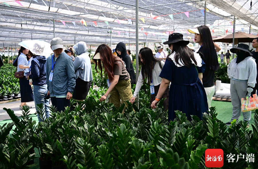 致富盆栽种植技术视频_盆栽致富新闻_种植盆栽致富