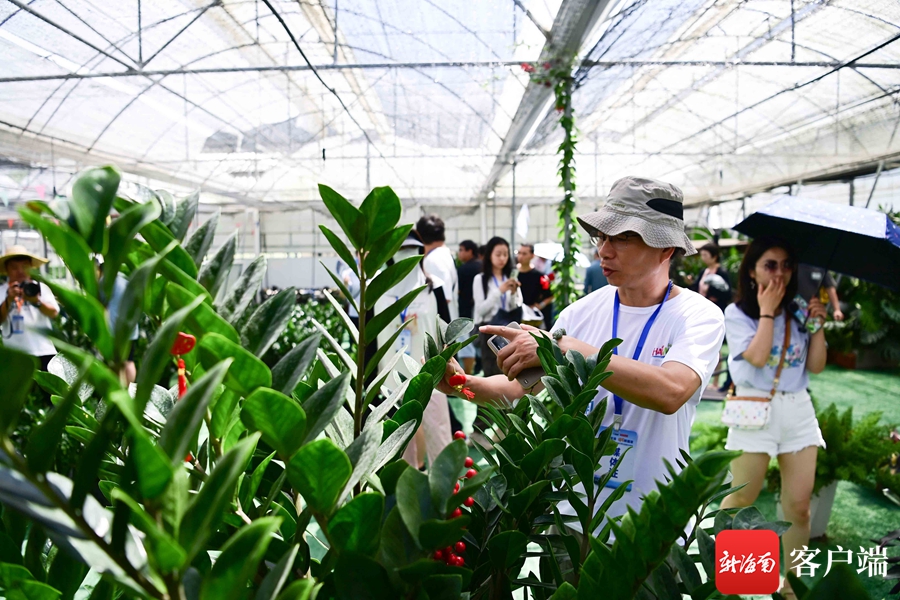 种植盆栽致富_致富盆栽种植技术视频_盆栽致富新闻