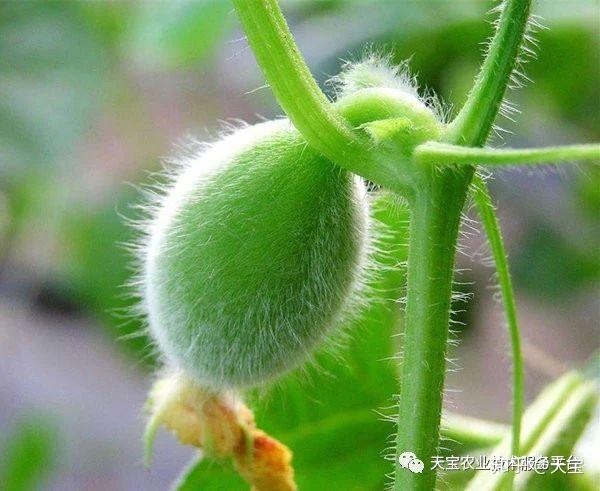 西瓜专用膜与一般膜的分别_路地双膜西瓜种植技术_西瓜专用膜什么膜好