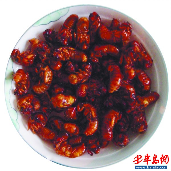 探访金蝉养殖基地 