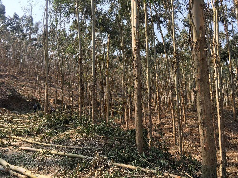国外种植业_国外致富项目_海外种植致富项目