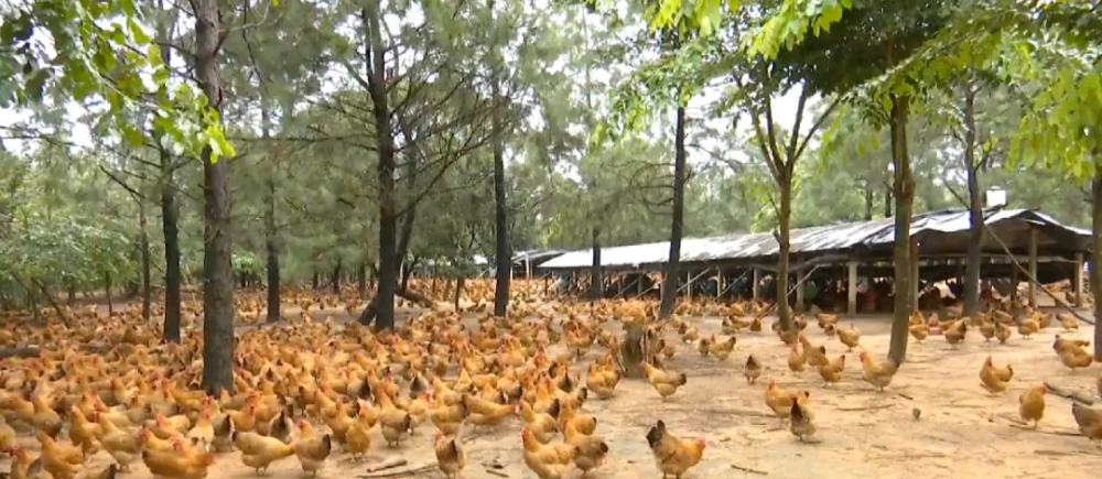 白水县养鸡场_养殖水鸡技术视频_白水鸡养殖致富