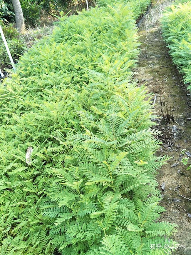 种眼睫毛效果图_季节种植眼种技术元素有哪些_种植元眼技术哪个季节种