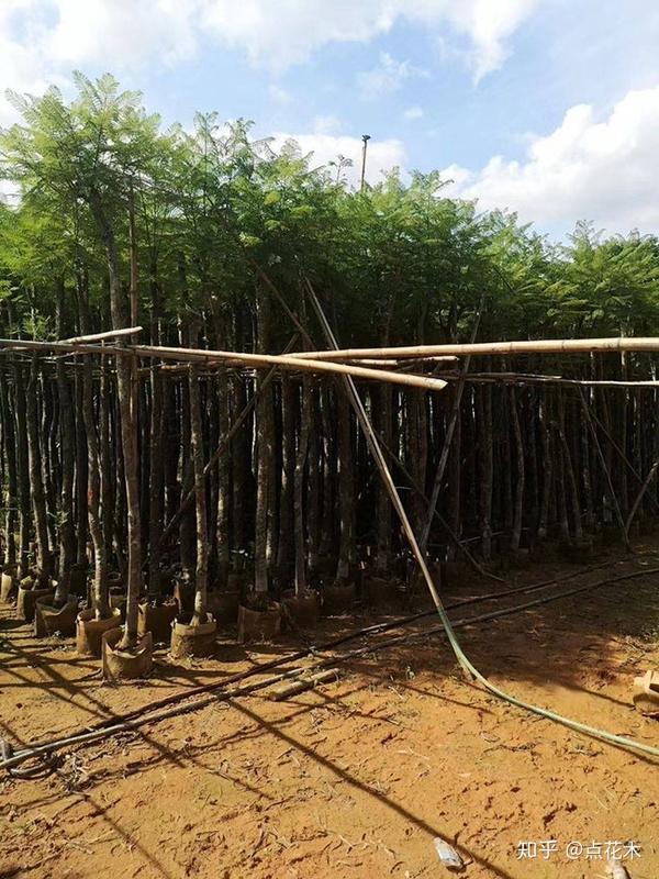 种植元眼技术哪个季节种_种眼睫毛效果图_季节种植眼种技术元素有哪些
