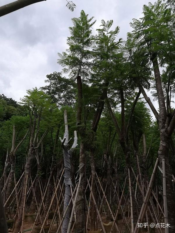 种眼睫毛效果图_季节种植眼种技术元素有哪些_种植元眼技术哪个季节种