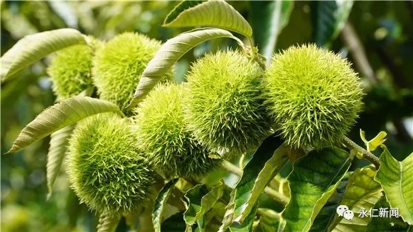 板栗种植视频大全_种植板栗的利润怎么样_板栗种植致富视频