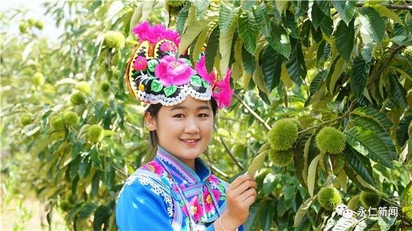 种植板栗的利润怎么样_板栗种植视频大全_板栗种植致富视频