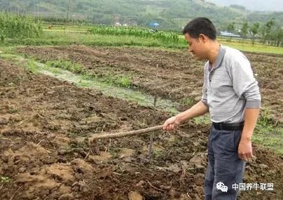 养牛牛粪_养牛粪怎么处理_牛粪养殖致富方法
