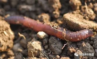 养牛粪怎么处理_牛粪养殖致富方法_养牛牛粪