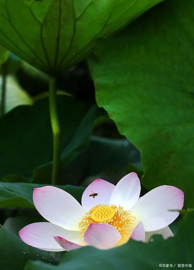 养蜂蜜蜂养殖技术视频_中华密蜂的养殖技术_养殖中华蜜蜂