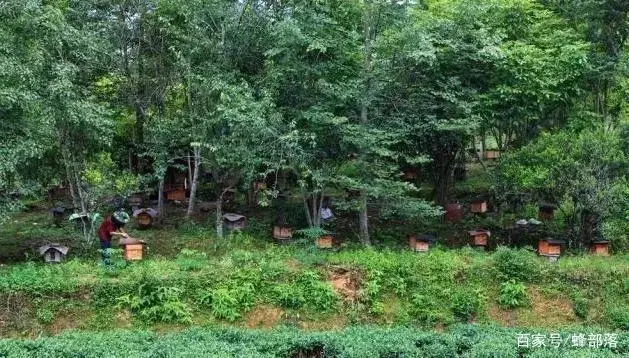 中华密蜂的养殖技术_养蜂蜜蜂养殖技术视频_中华蜜蜂养殖技术视频
