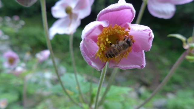 中华蜜蜂