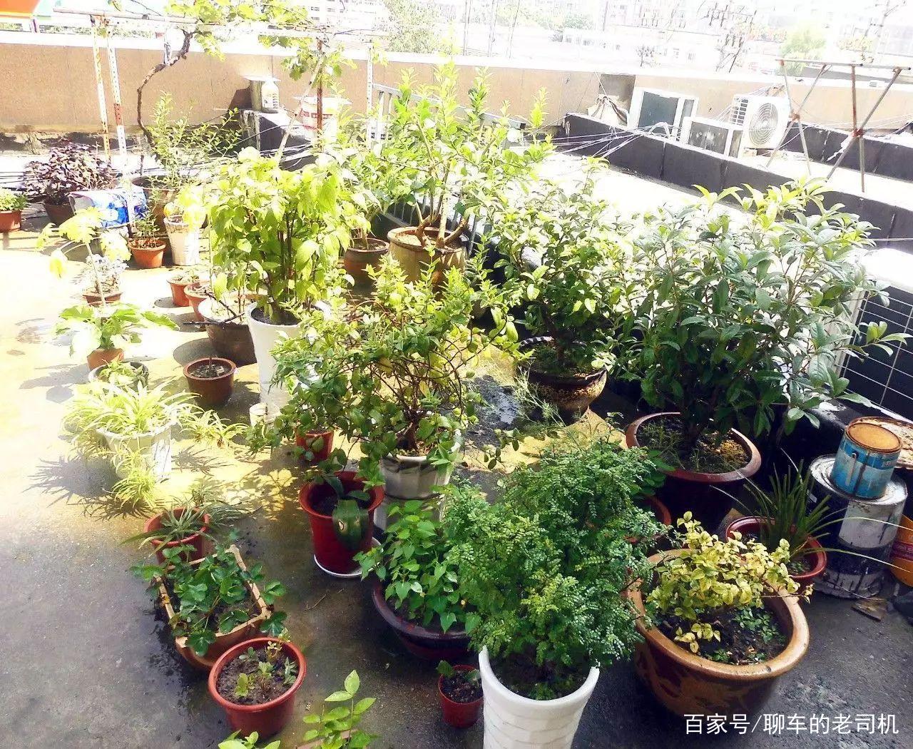 牛粪养殖致富方法_牛粪养猪具体方法_养牛牛粪