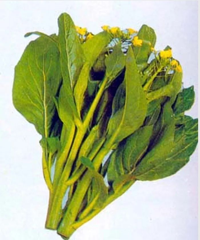 种植白菜如何防治病虫害_防治白菜种植技术视频_白菜的种植技术及防治