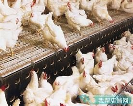 养珍珠鸡赚钱吗_致富经散养蛋鸡珍珠鸡_致富经珍珠鸡散养视频