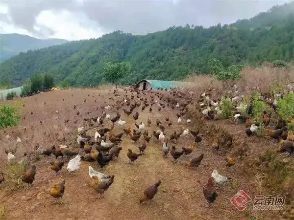 农民创业致富好项目养殖_致富养殖农民创业方案_农民致富养殖创业