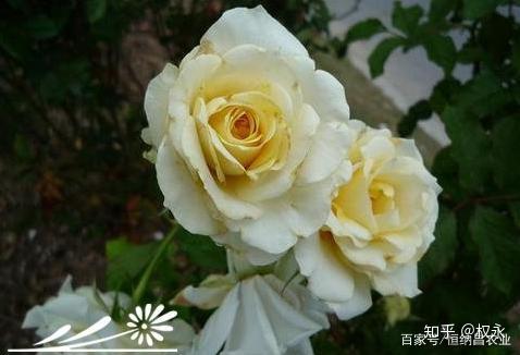 玫瑰籽种植_玫瑰仔的种植技术_玫瑰种子怎么养