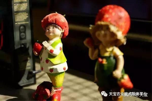 养殖草莓致富_致富养殖草莓图片_草莓养殖户