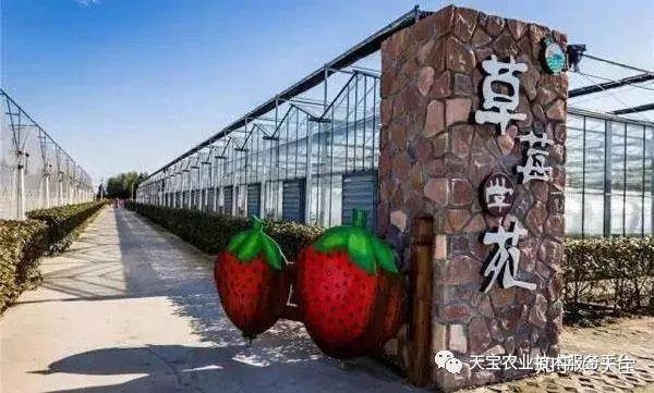 养殖草莓致富_致富养殖草莓图片_草莓养殖户